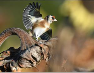 La destruction d'espaces naturels, agricoles et forestiers