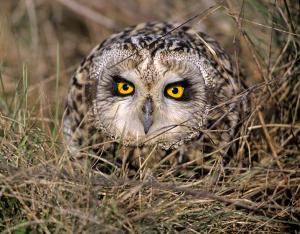 Les outils de la connaissance naturaliste